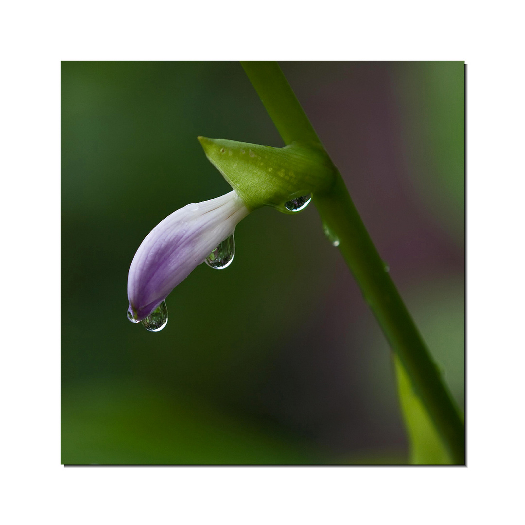 Regentropfen an der Funkienblüte