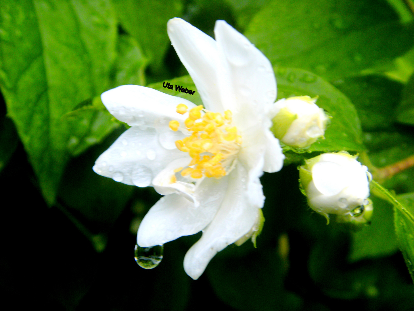 Regentropfen an der Jasminblüte