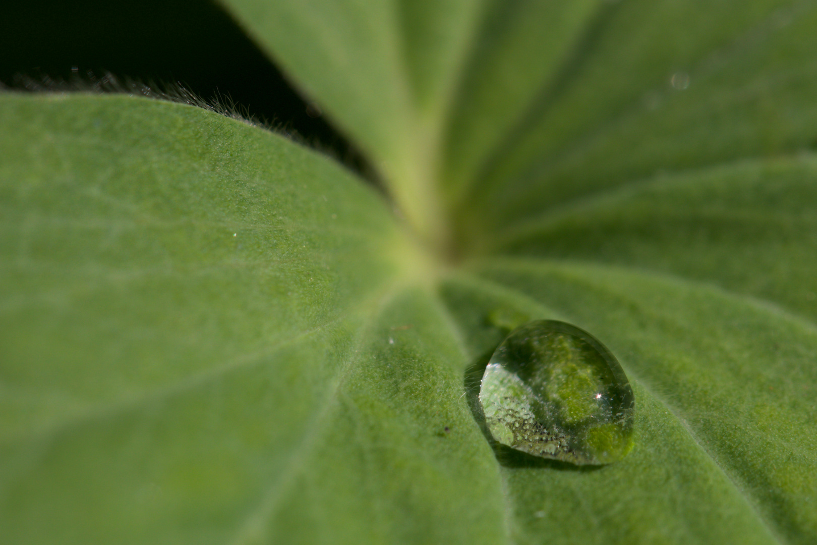 Regentropfen auf Blatt