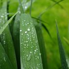 Regentropfen auf Blatt