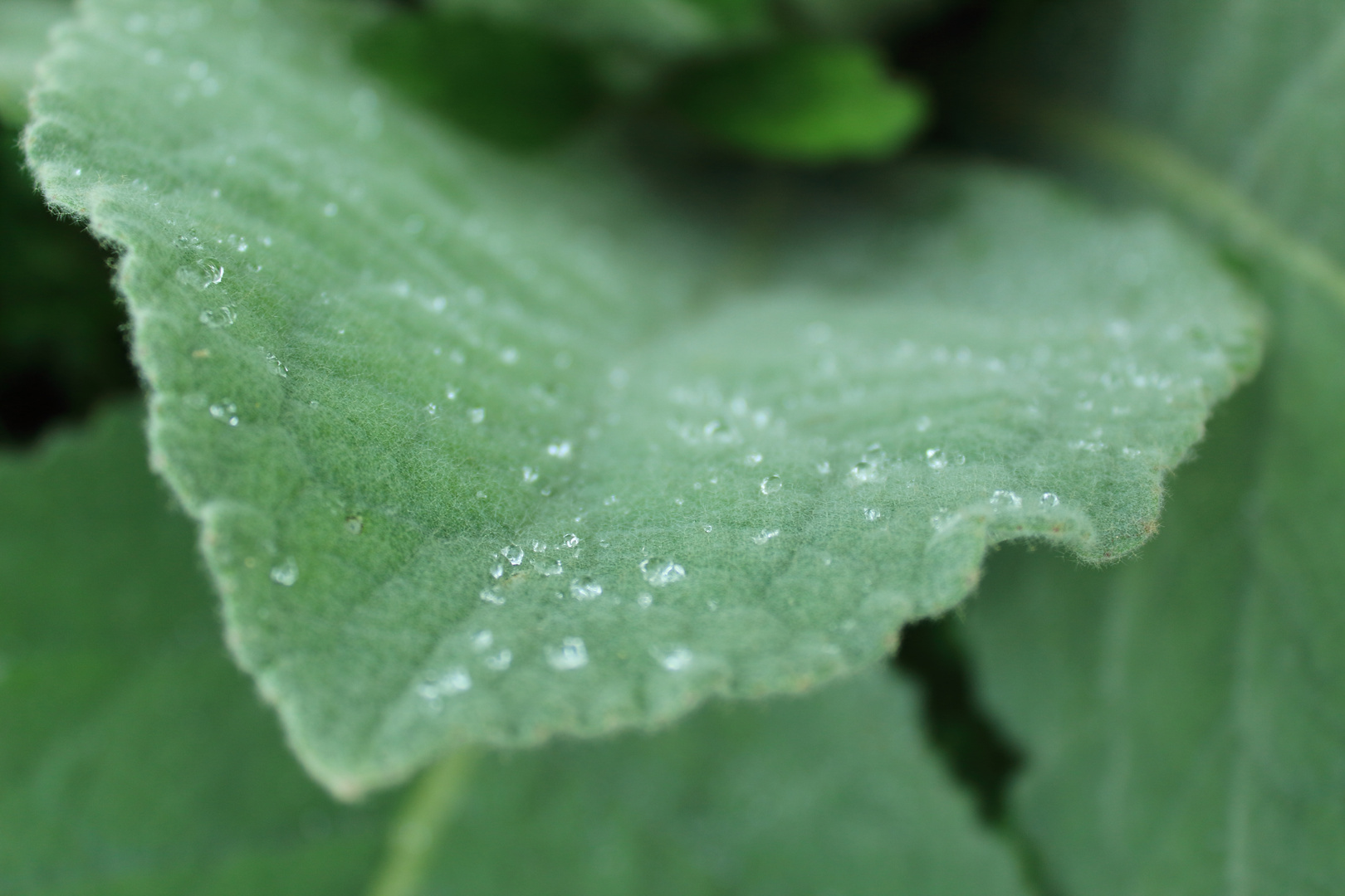 Regentropfen auf Blatt