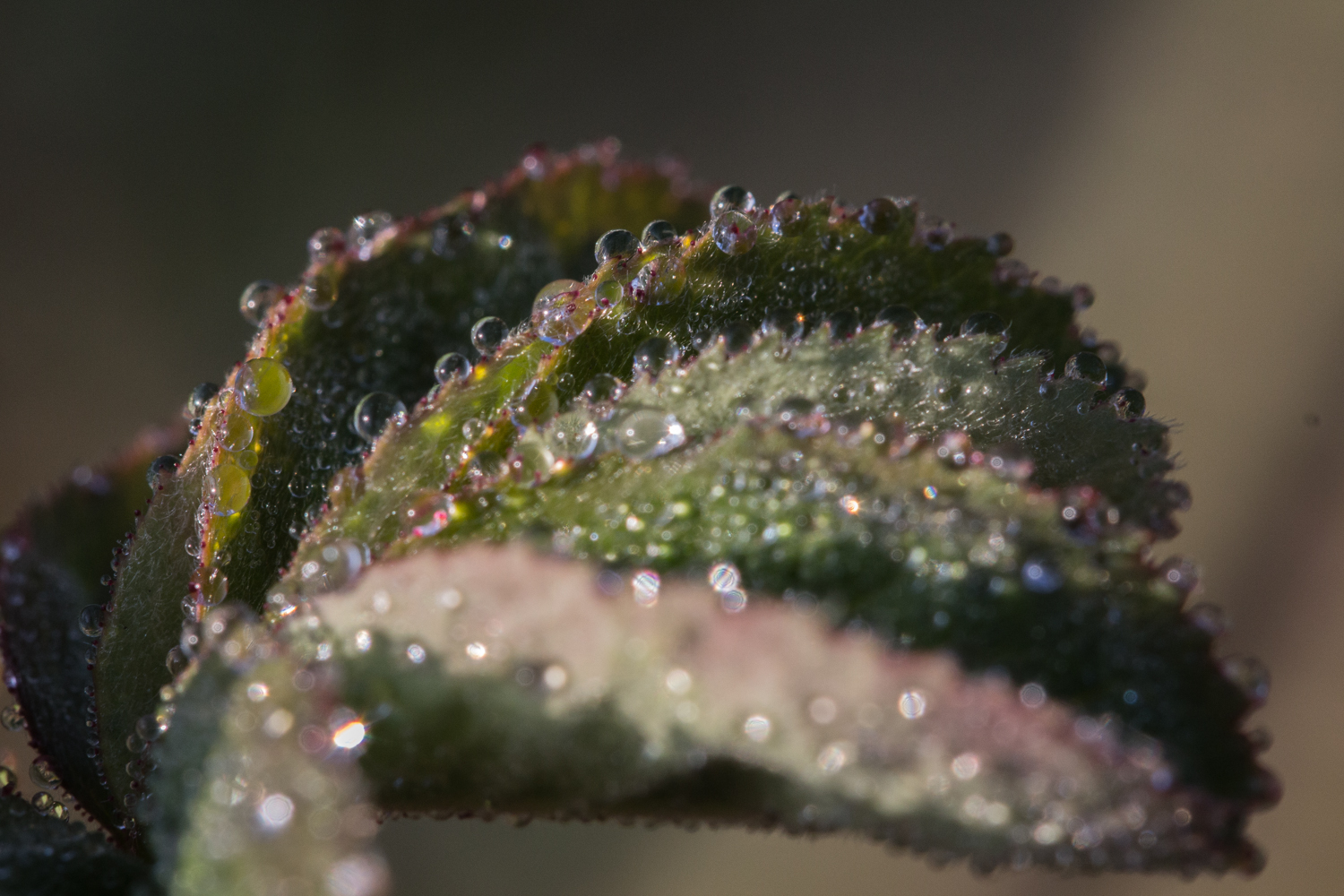 Regentropfen auf Blatt