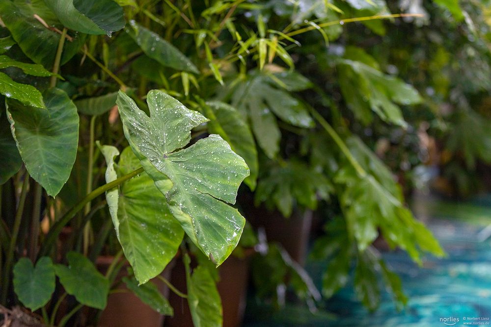 Regentropfen auf Blatt