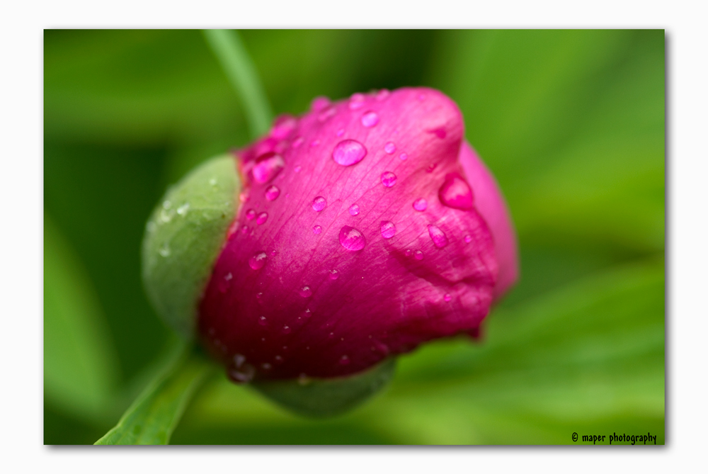 Regentropfen auf Blüte