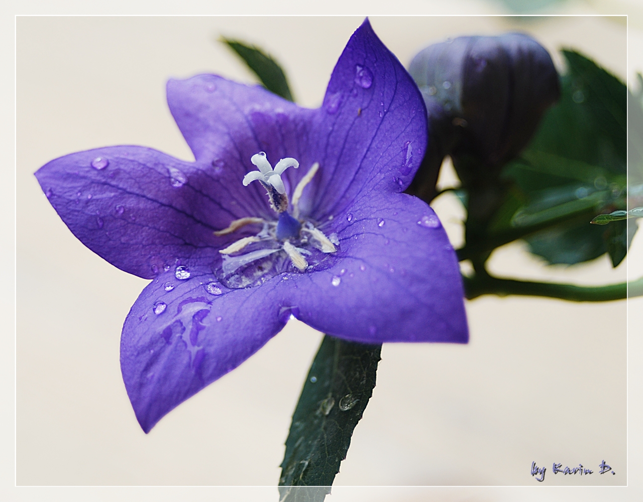 Regentropfen auf Blüte