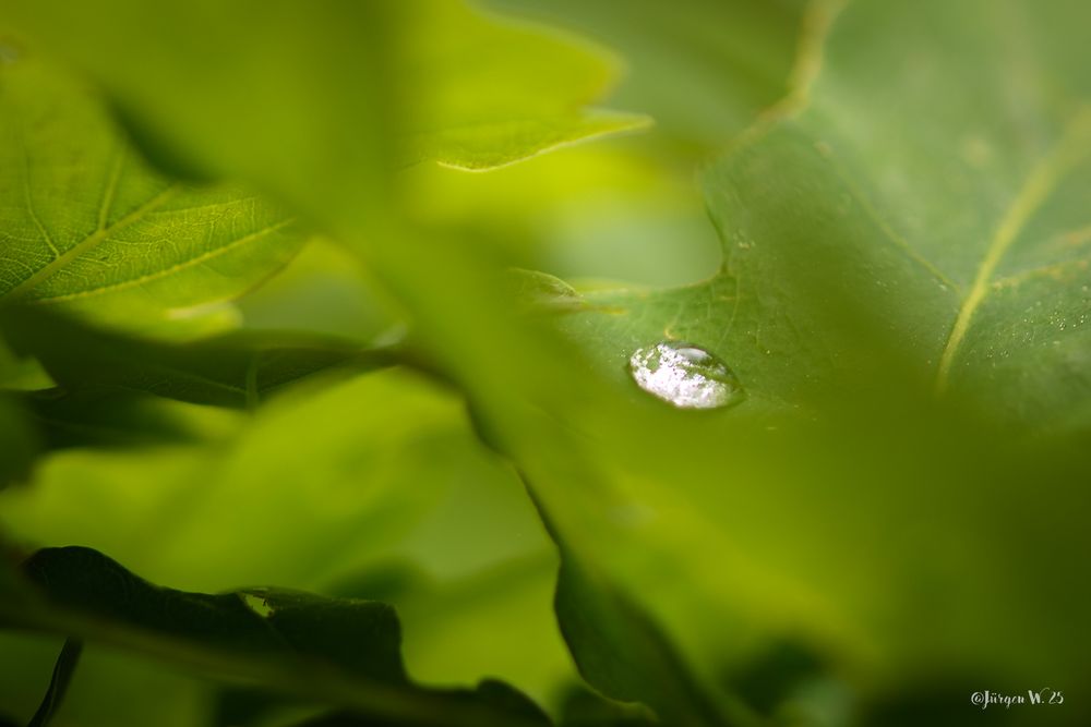 Regentropfen auf dem Blatt