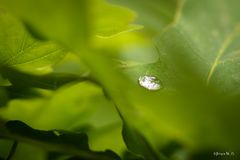 Regentropfen auf dem Blatt