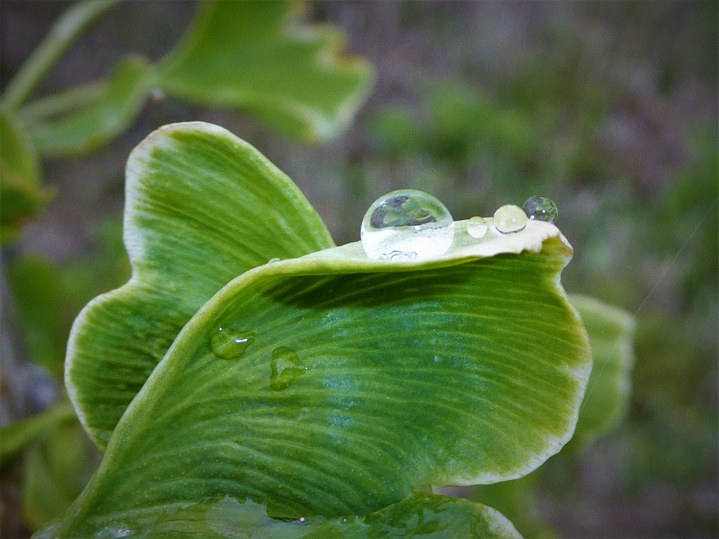 Regentropfen auf dem Gingko-Blatt