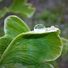 Regentropfen auf dem Gingko-Blatt