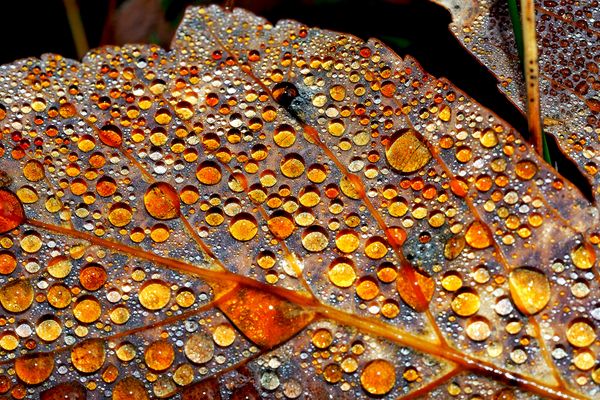 Regentropfen auf dem Herbstblatt ...