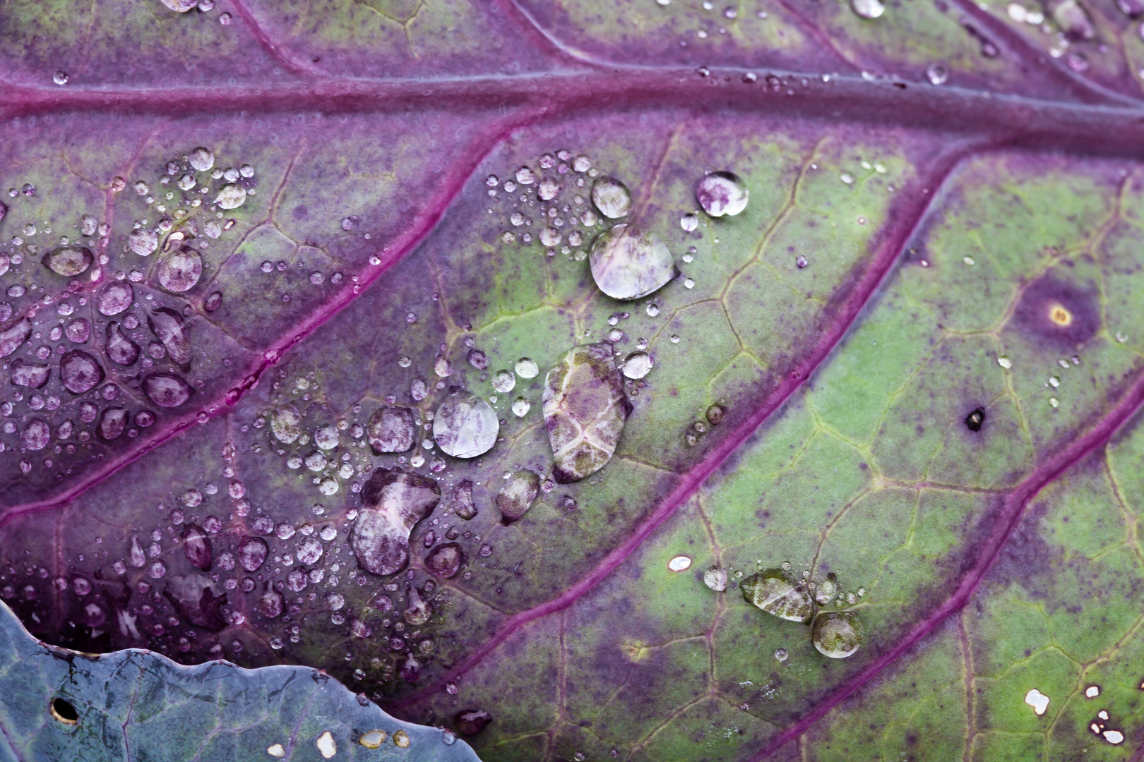 Regentropfen auf dem Rotkohl