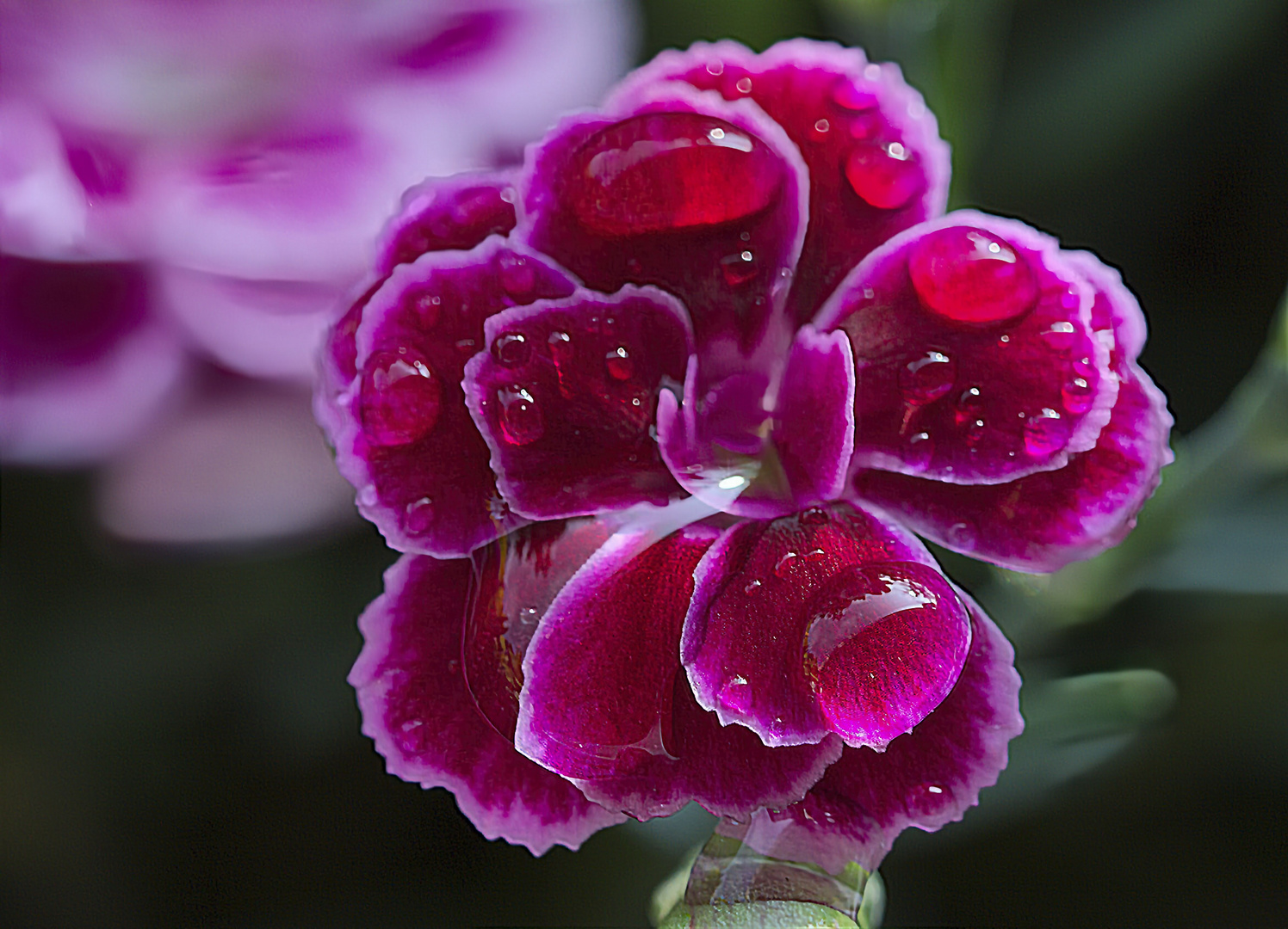 Regentropfen auf der Blüte