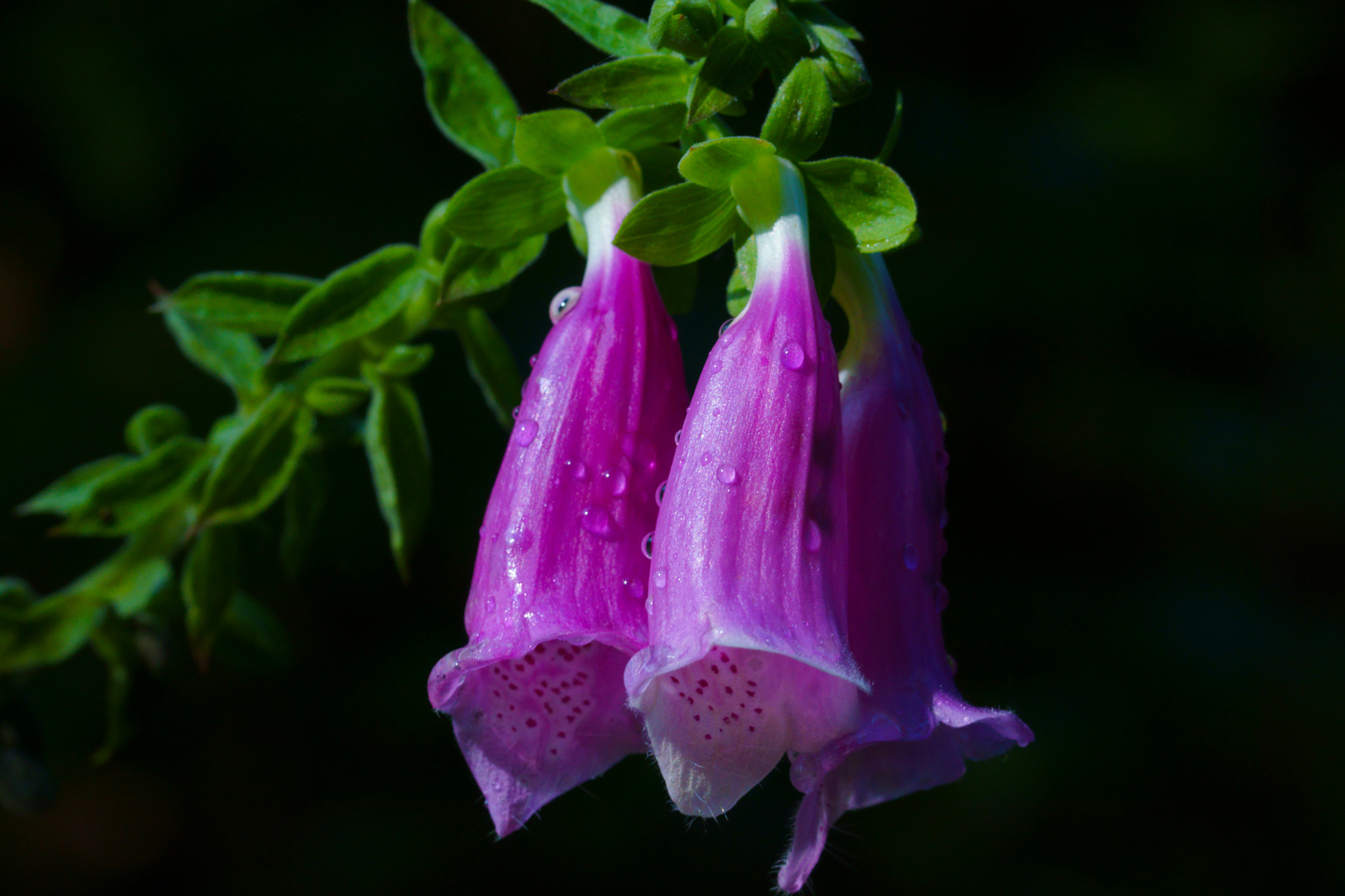 Regentropfen auf der Blüte des Fingerhuts