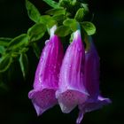 Regentropfen auf der Blüte des Fingerhuts