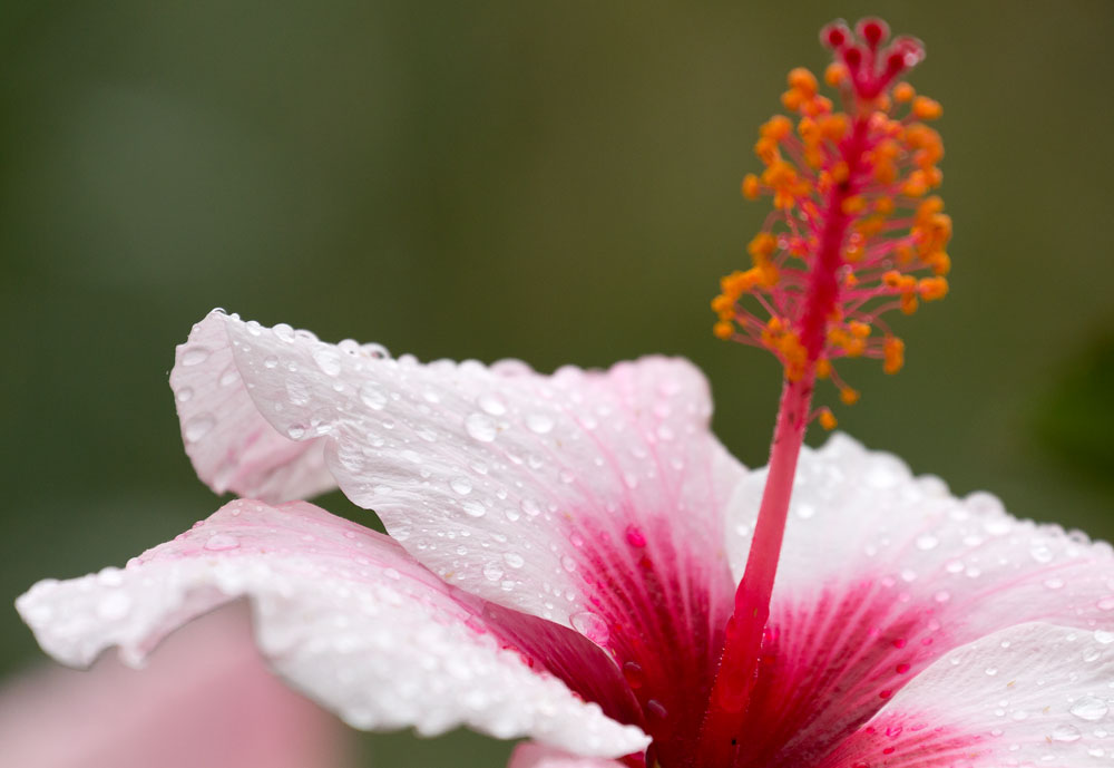 Regentropfen auf der Hibiskusblüte