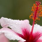 Regentropfen auf der Hibiskusblüte