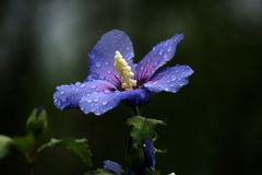 Regentropfen auf der Hibiskusblüte