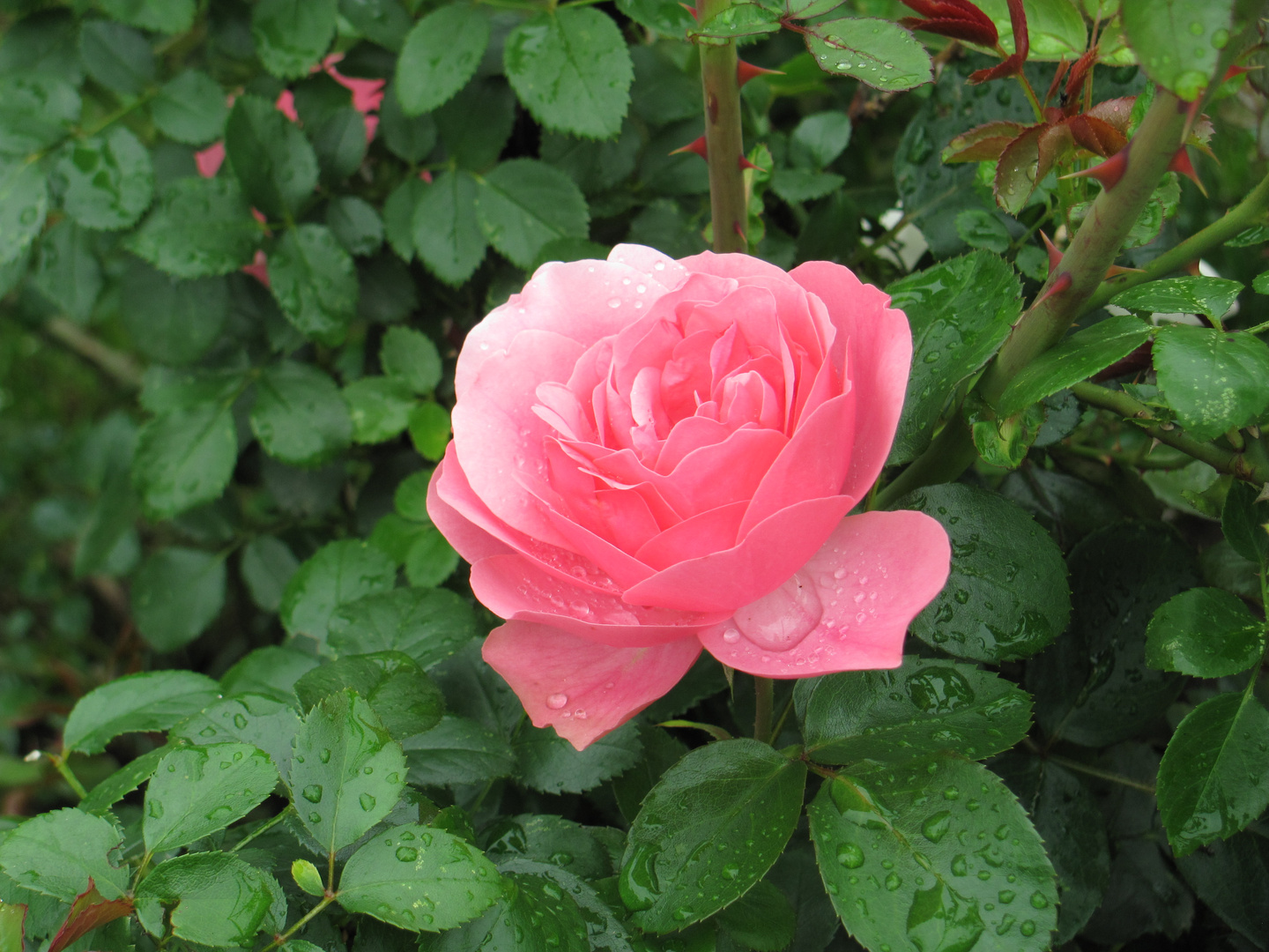 Regentropfen auf der Rose