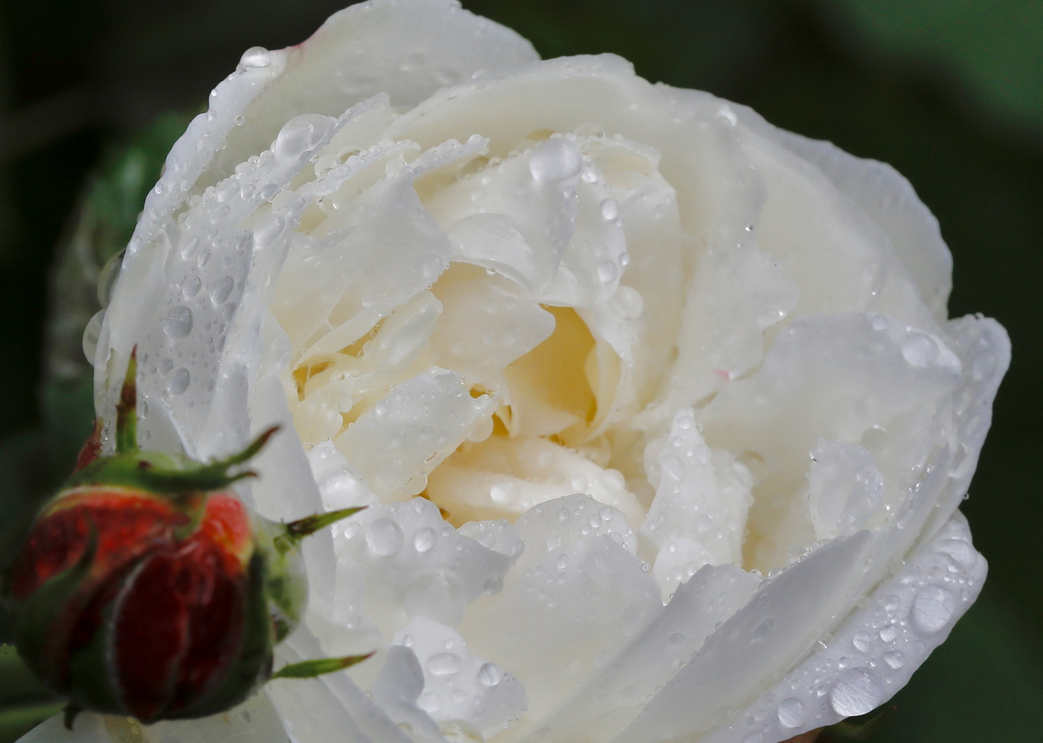 Regentropfen auf der Rosenblüte