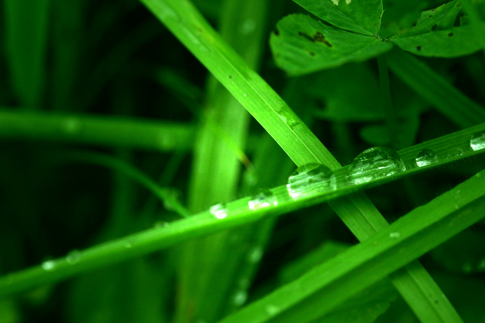 Regentropfen auf der Wiese