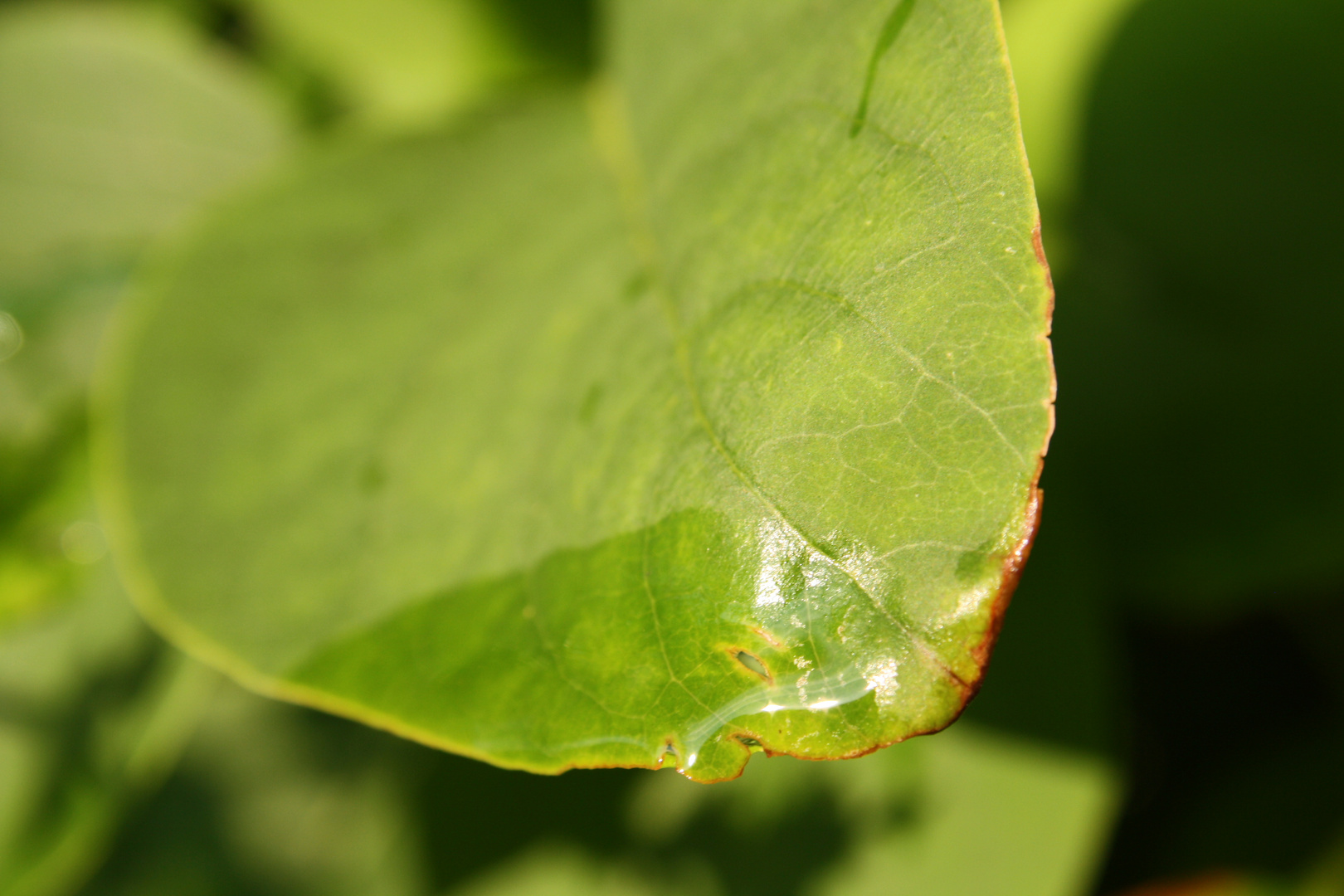 Regentropfen auf einem Blatt