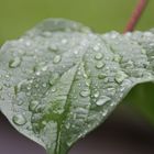 Regentropfen auf einem Blatt