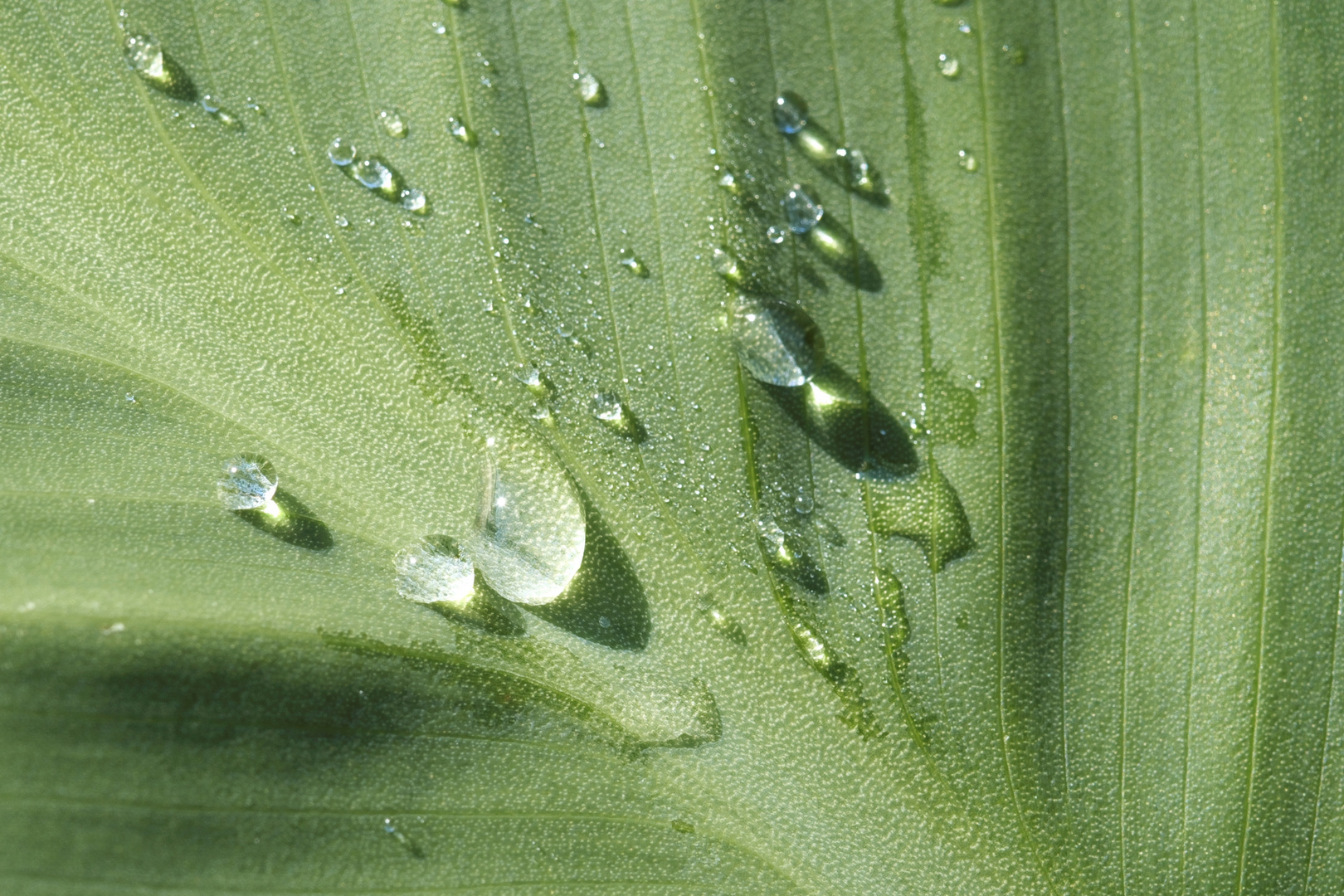 Regentropfen auf einem Cannablatt