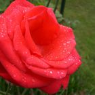 Regentropfen auf einer Rose