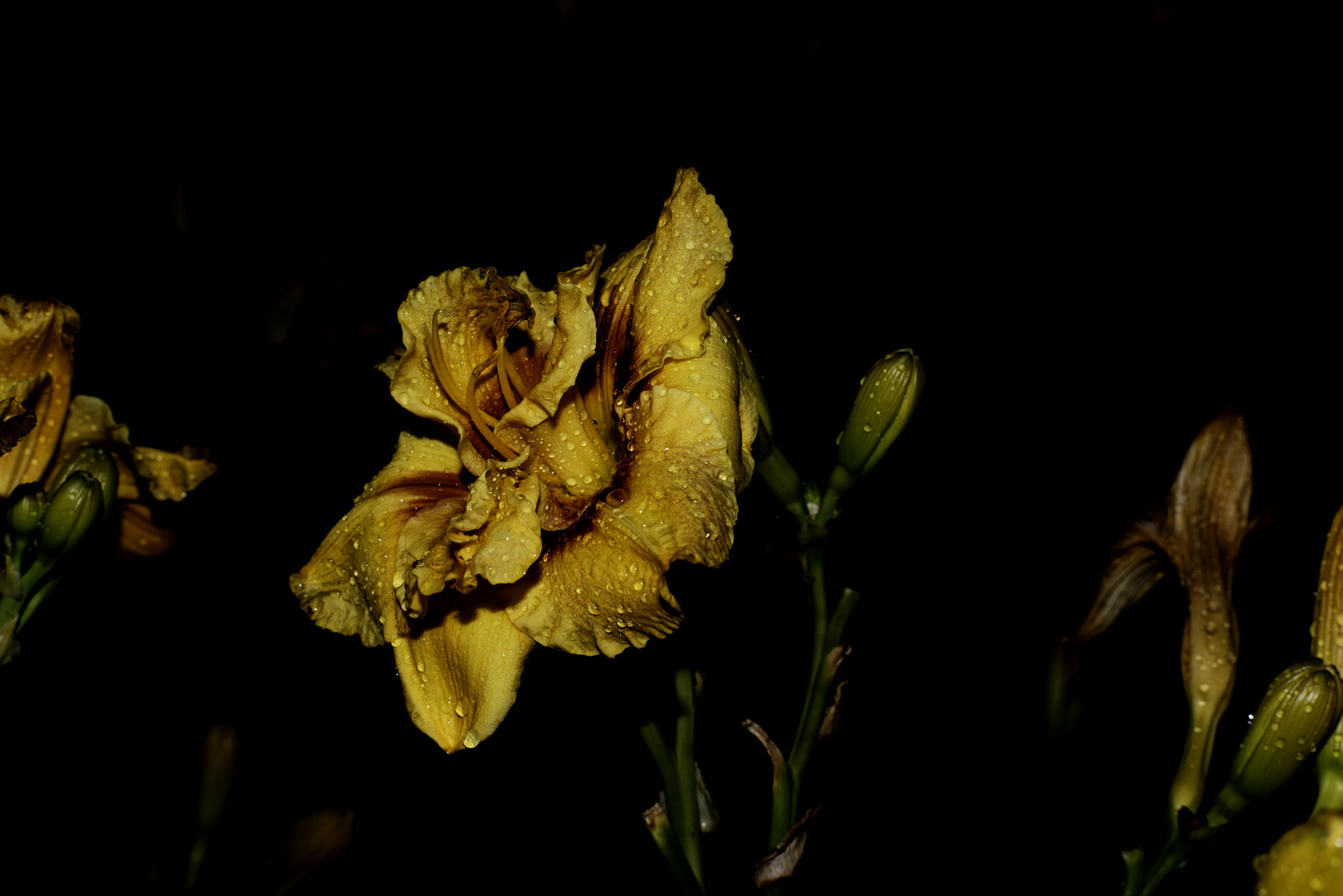 Regentropfen auf einer Taglilienblüte