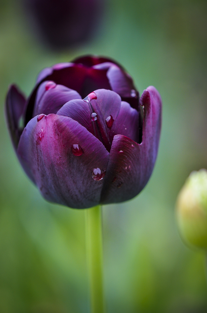 Regentropfen auf einer Tulpe