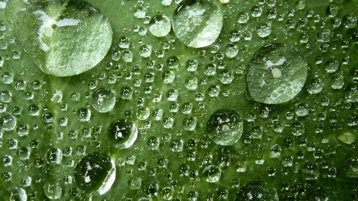 Regentropfen auf Frauenmantel-Blatt