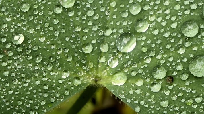 Regentropfen auf Frauenmantel-Blatt