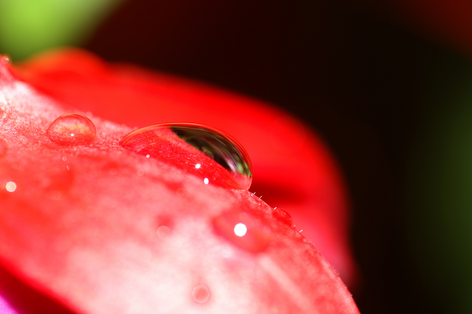 Regentropfen auf Fuchsienblüte