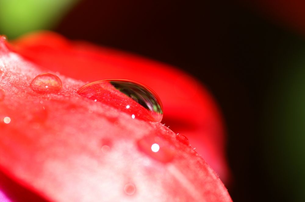 Regentropfen auf Fuchsienblüte von F. Hagemeister 