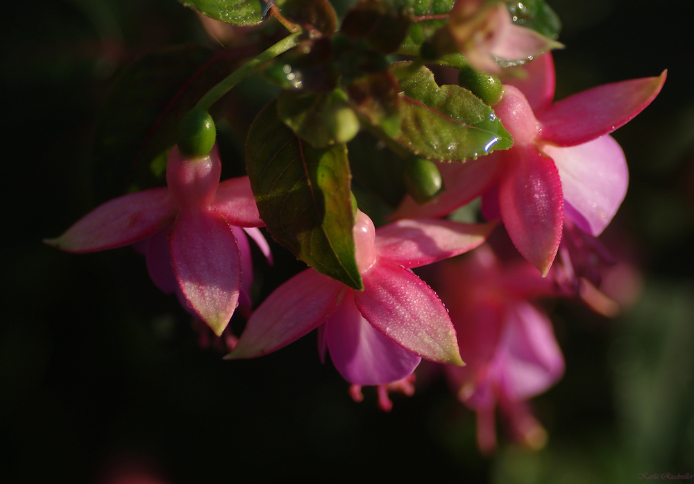 .....Regentropfen auf Fuchsienblüten...