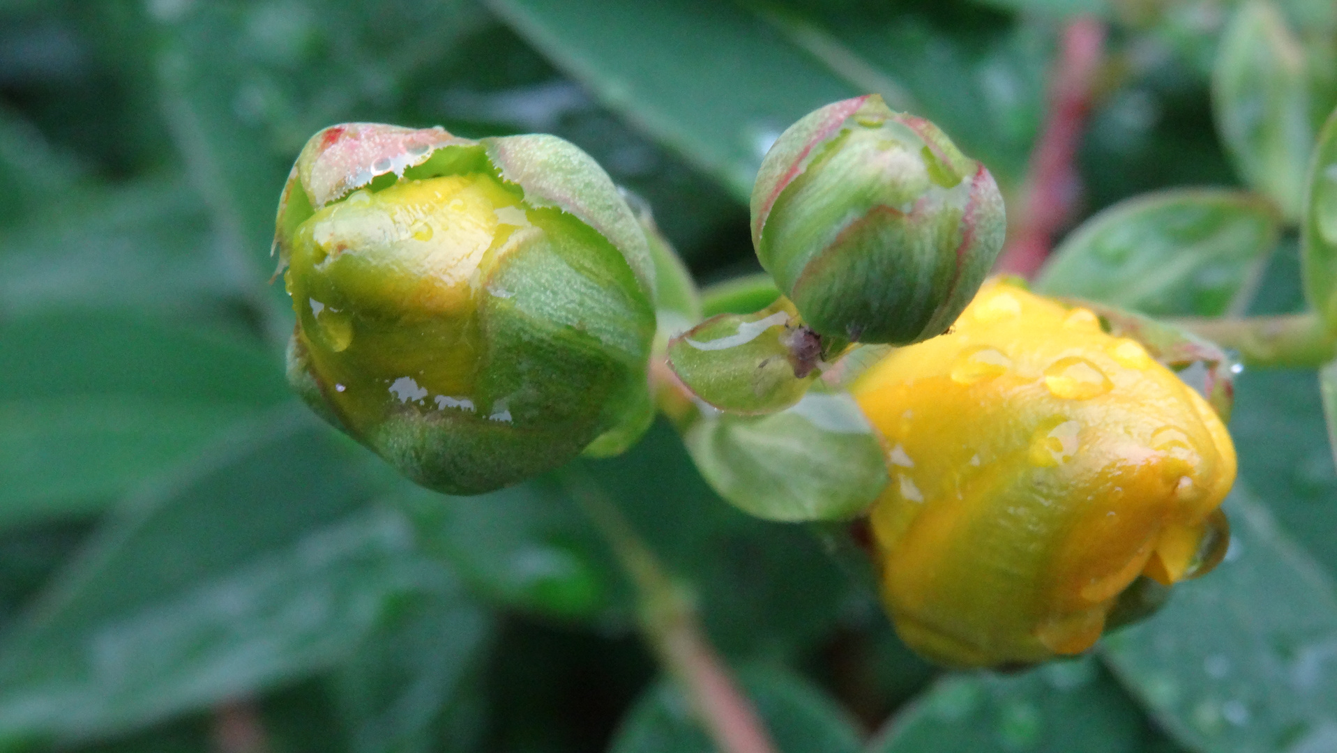 Regentropfen auf gelber Knospe