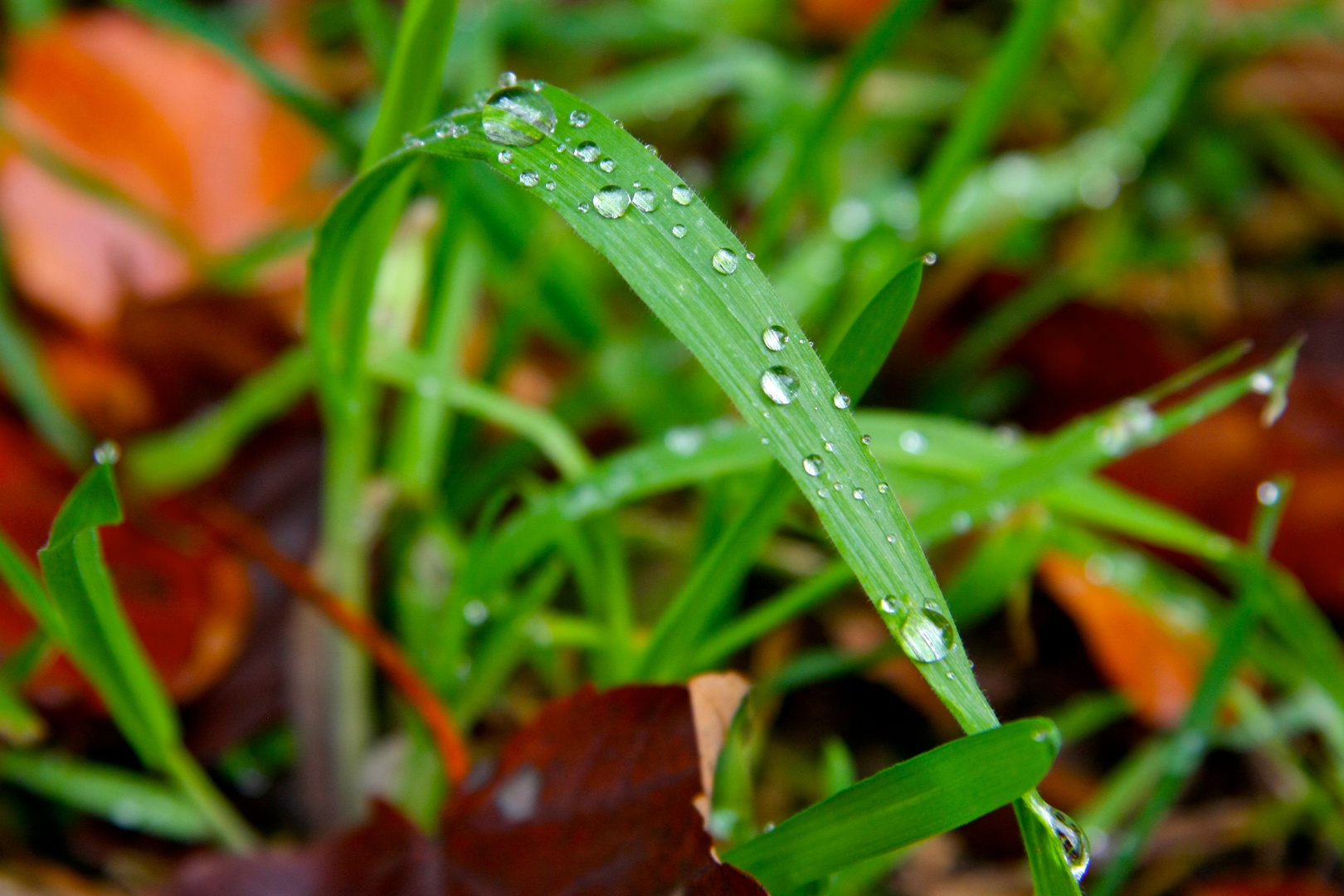 Regentropfen auf Gras