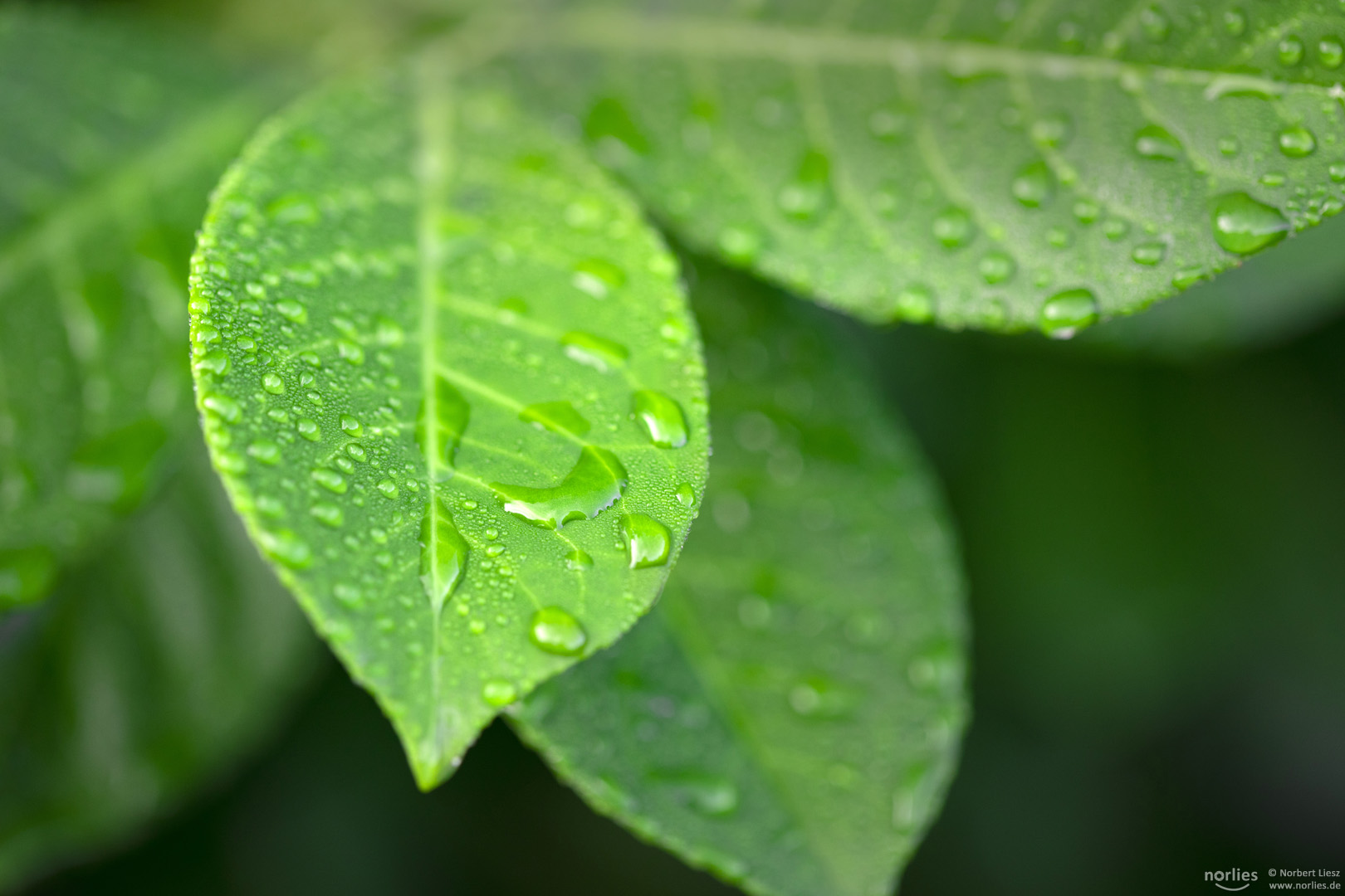 Regentropfen auf grünem Blatt