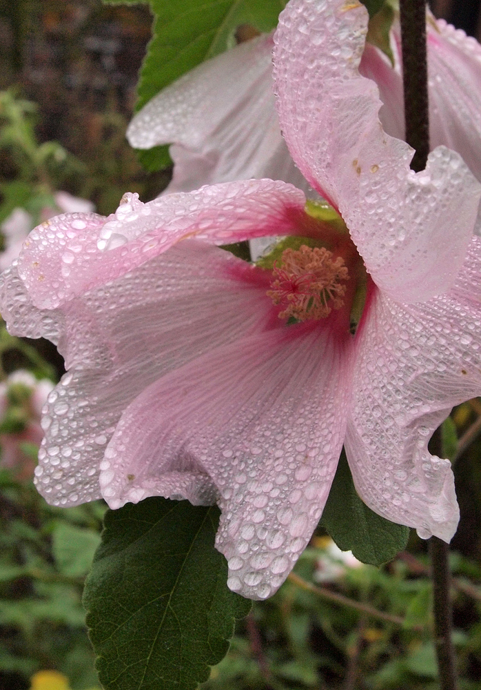 Regentropfen auf Hibiscusblüte