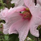 Regentropfen auf Hibiscusblüte