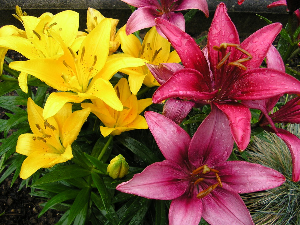 Regentropfen auf meine Lilien tropfen