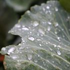 Regentropfen auf meinem Blatt