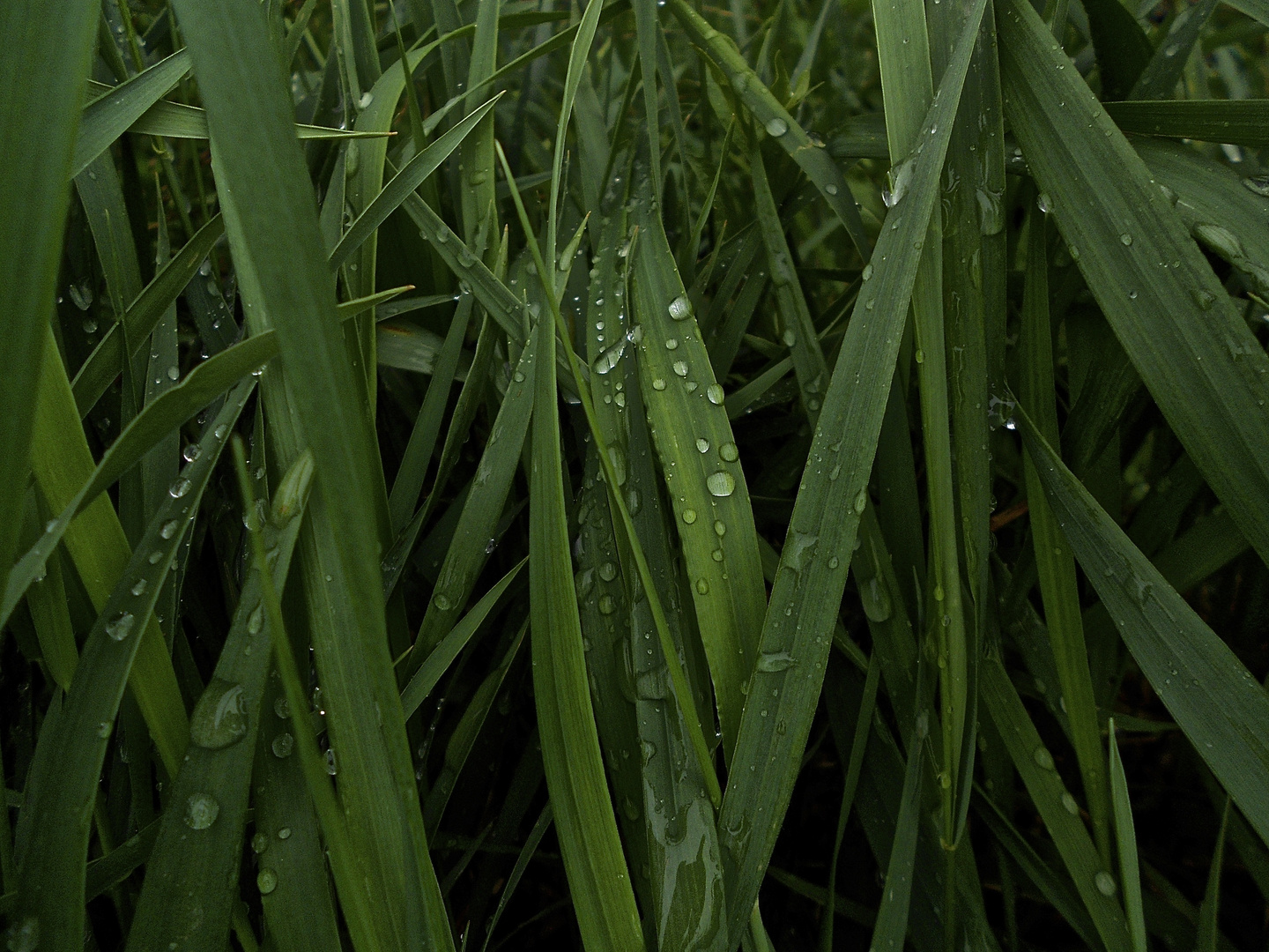 Regentropfen auf nassem Gras