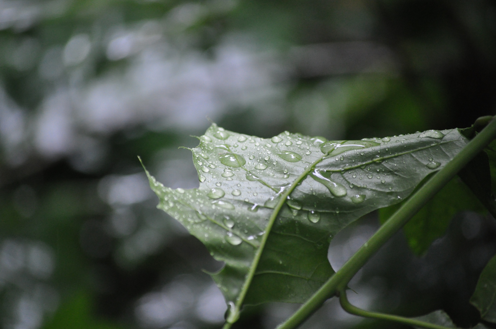 Regentropfen auf Pflanze