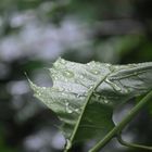 Regentropfen auf Pflanze