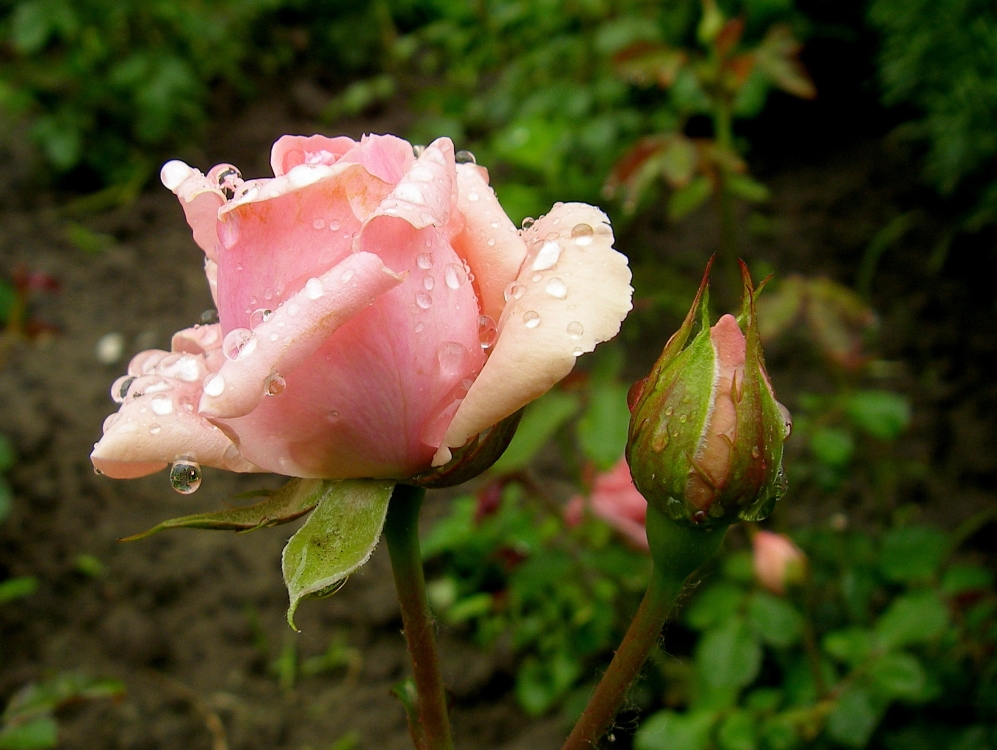 Regentropfen auf rosa Haut