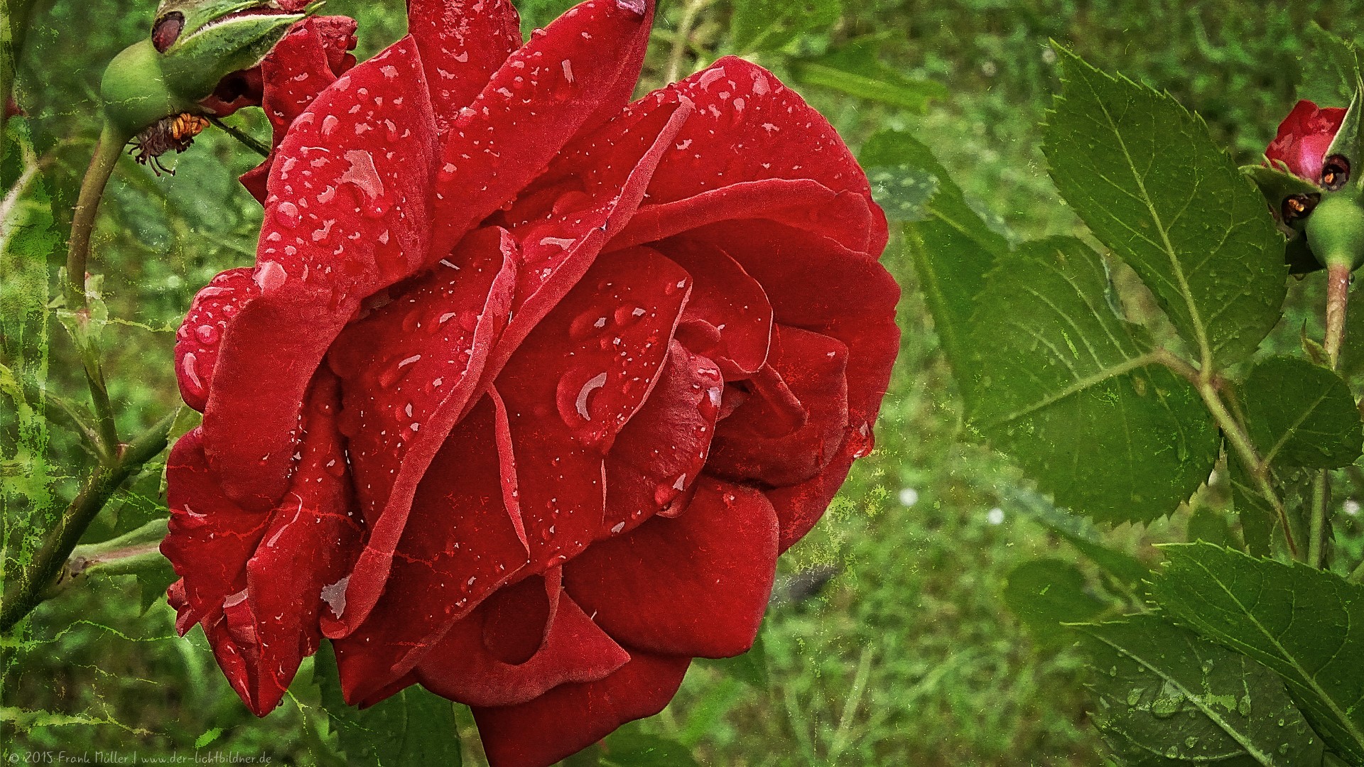 Regentropfen auf Rose