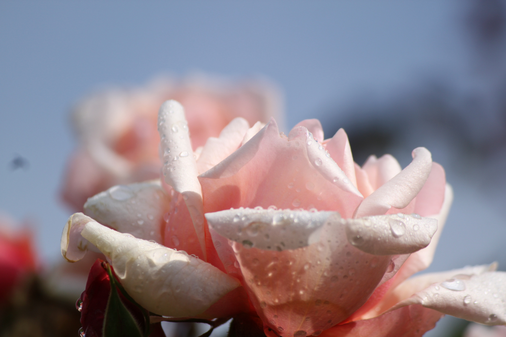 Regentropfen auf Rosenblüten am Morgen