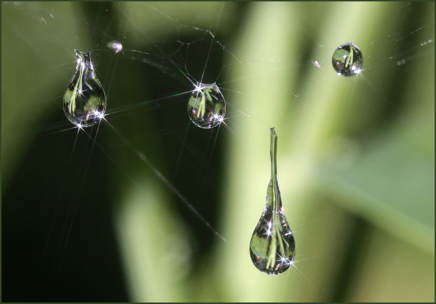 Regentropfen auf Spinnwebe