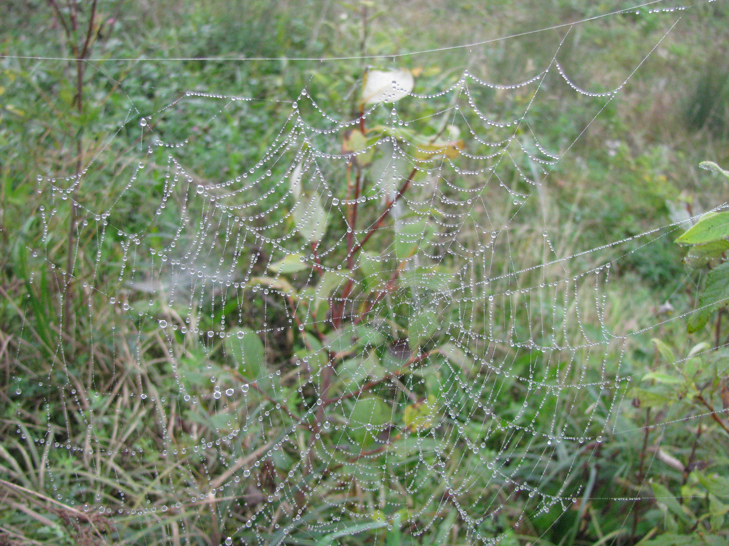 Regentropfen auffädeln Nr.1